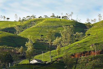 voyage Un été au Sri Lanka