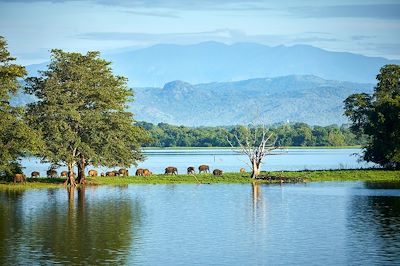 Un été au Sri Lanka