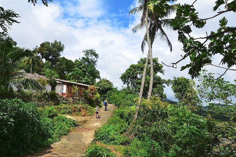 Plantation de thé - Knuckles Range - Sri Lanka 