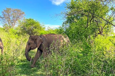 Les petits aventuriers du Sri Lanka 2