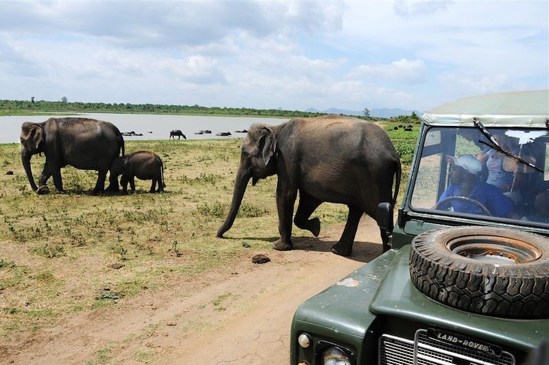 Parc national d'Udawalawe - Sri Lanka