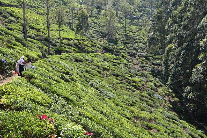 Plantation de thé - Knuckles Range - Sri Lanka