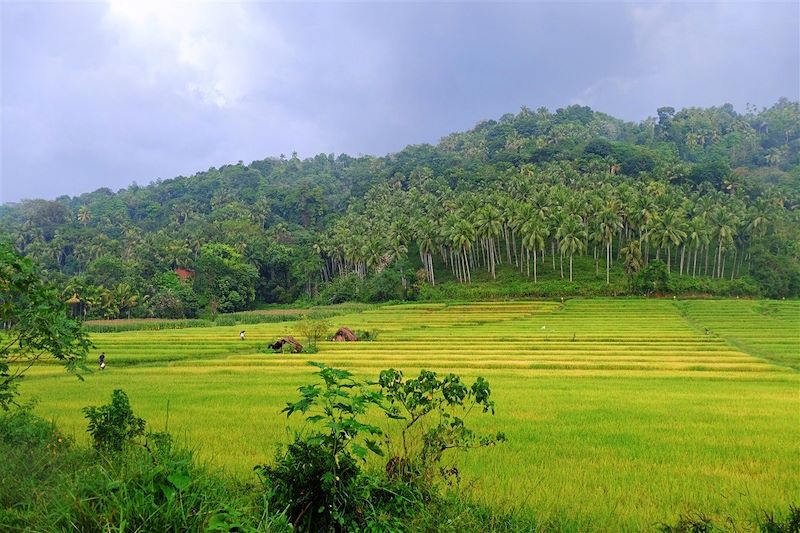 Sur la route de Kandy - Province du Centre - Sri Lanka