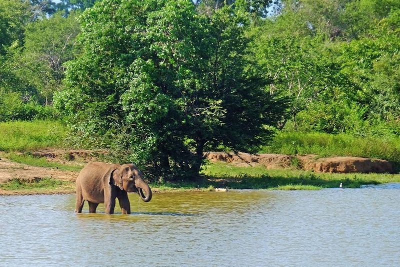 Parc national d'Uda Walawe - Province d'Uva - Sri Lanka