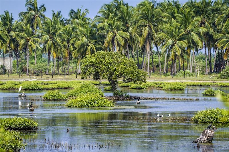 Lagon de Puttalam - Sri Lanka