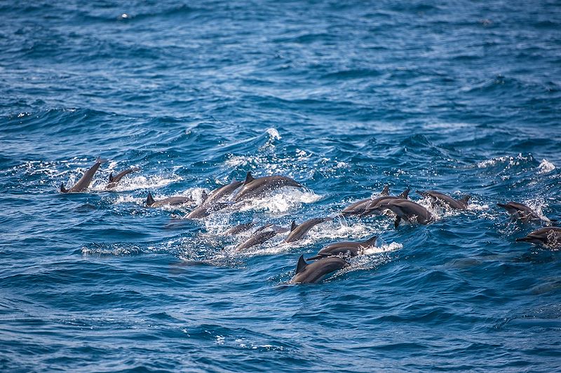 Observation des dauphins à Kalpitiya - Sri Lanka