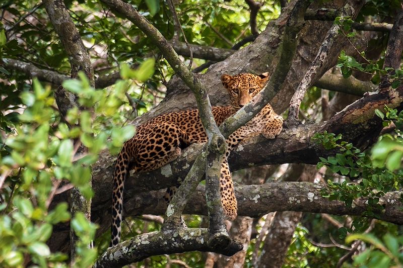 Léopard au parc national de Wilpattu - Sri Lanka