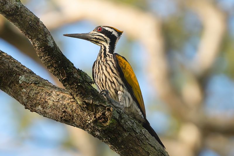 Pic de Goa au parc national de Wilpattu - Sri Lanka