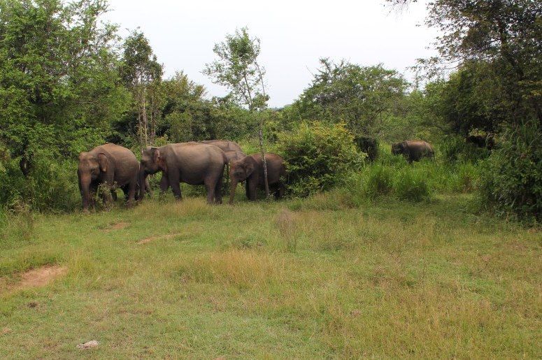 Randonnée et bien-être au Sri Lanka