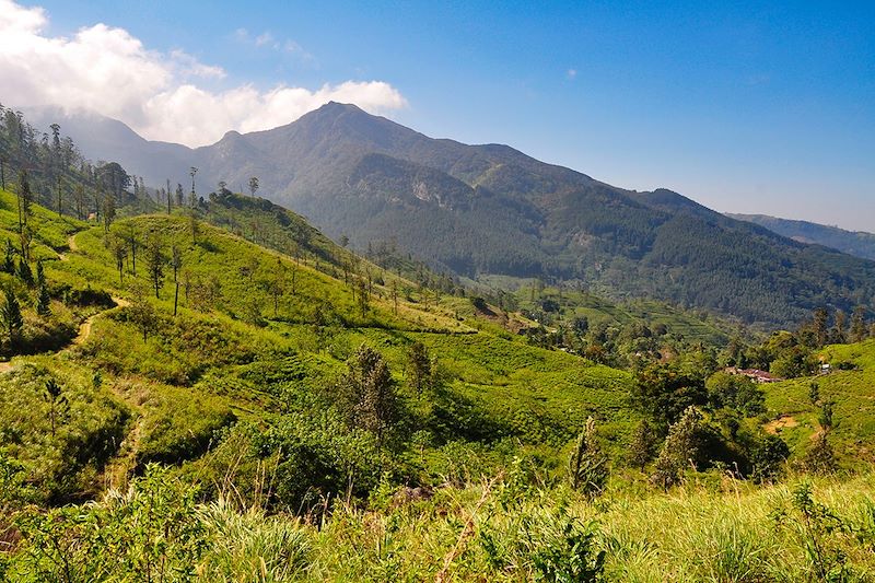 Knuckles Range - District de Kandy - Sri Lanka