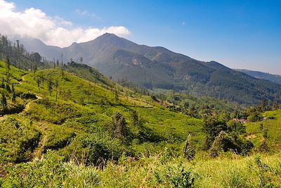 Randonnée et bien-être au Sri Lanka 4