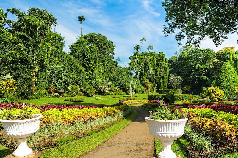 Jardins botaniques de Peradeniya - District de Kandy - Sri Lanka