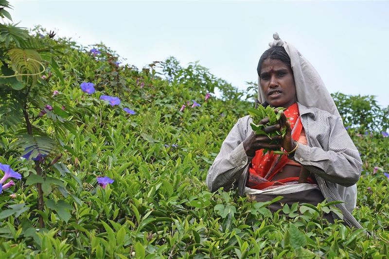 Plantation de thé - Knuckles Range - Sri Lanka