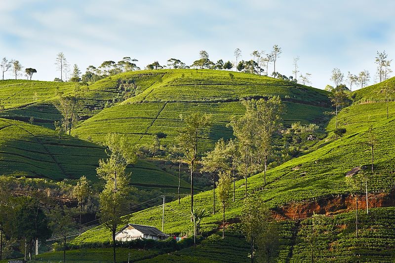 Plantations de thé - Sri Lanka