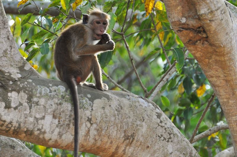 Singe à Yapahuwa - Province du nord-ouest - Sri Lanka