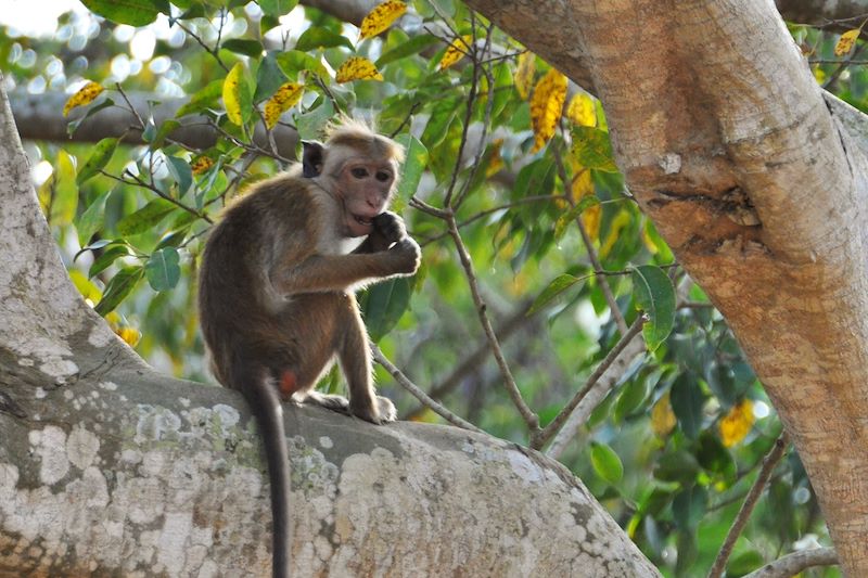 Singe à Yapahuwa - Province du nord-ouest - Sri Lanka