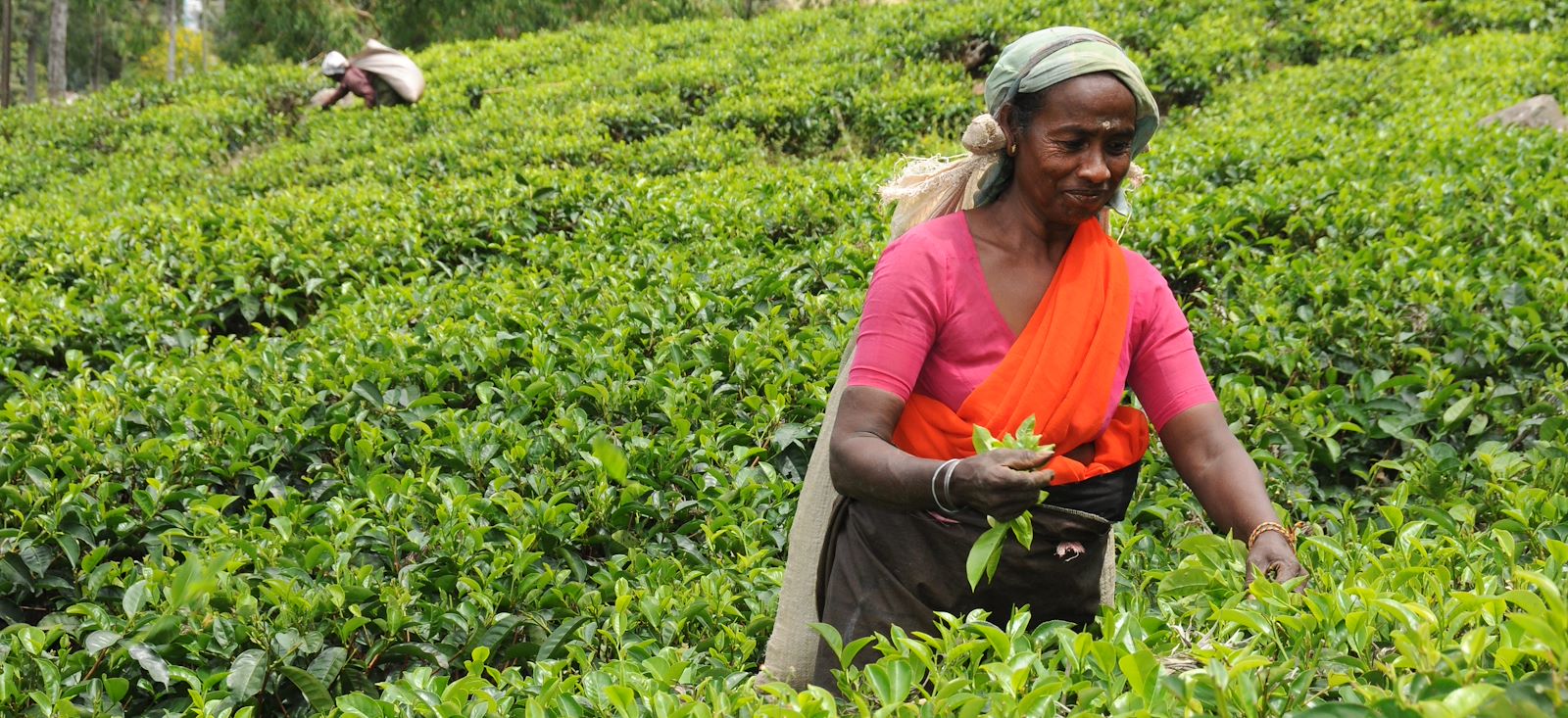 Image Le Sri Lanka en écolodge