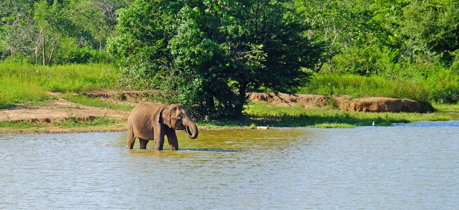 Image Le Sri Lanka en écolodge