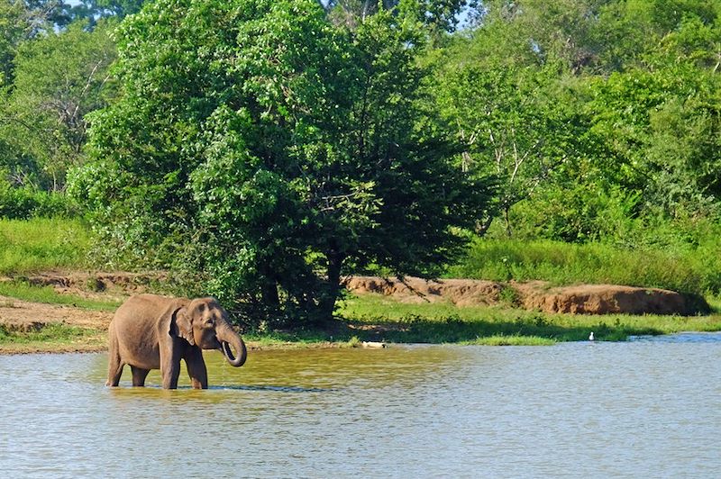 Parc national d'Uda Walawe - Province d'Uva - Sri Lanka