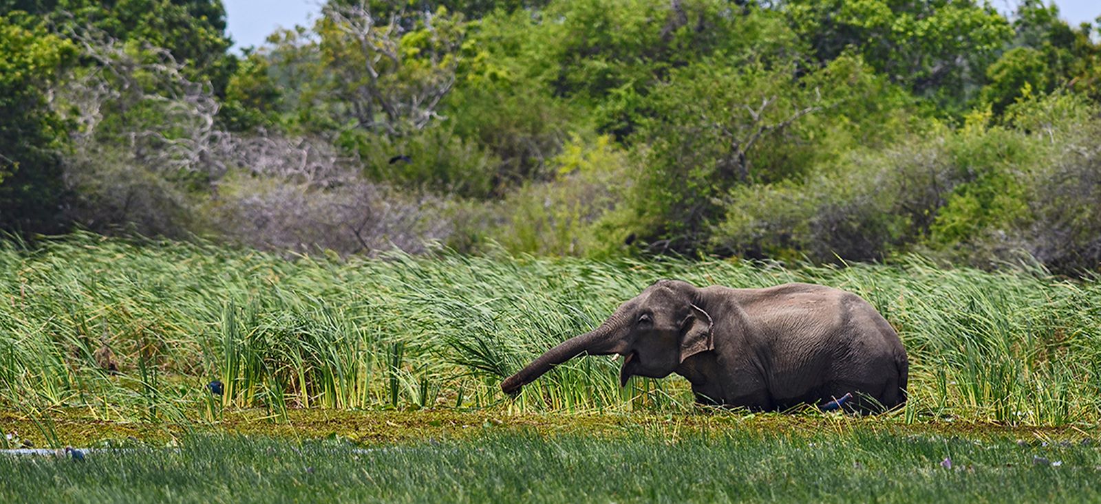 Le Sri Lanka en écolodge