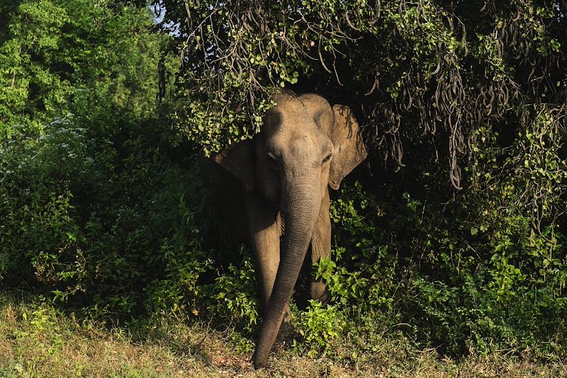 Éléphant au Sri Lanka