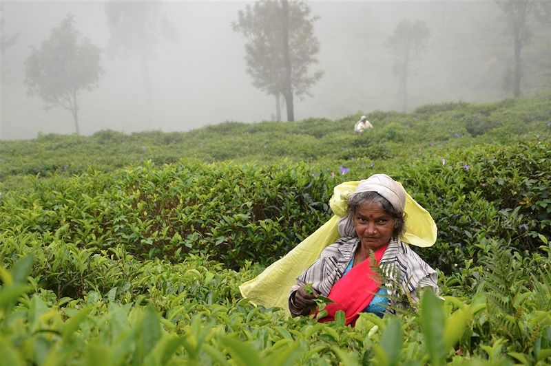 Plantation de thé - Knuckles Range - Sri Lanka