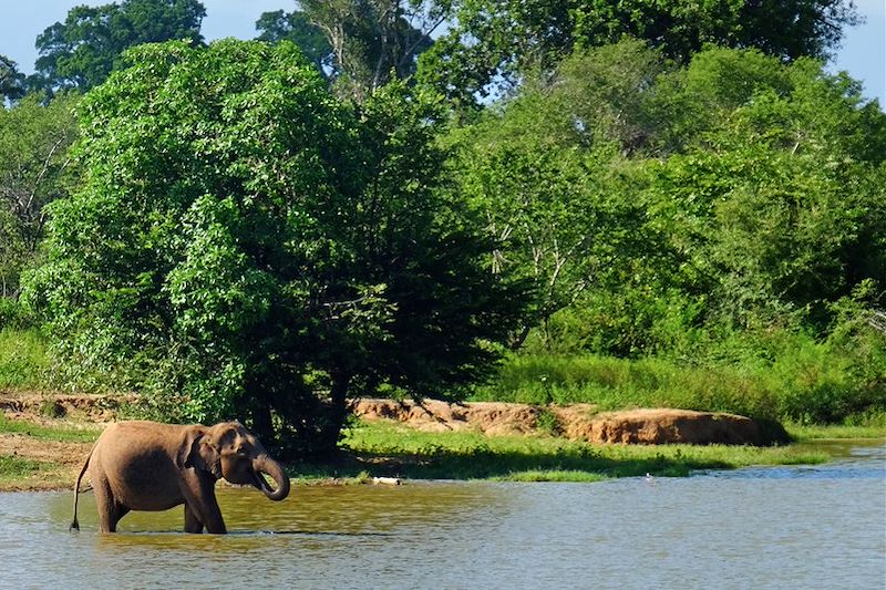 Parc national d'Uda Walawe - Province d'Uva - Sri Lanka