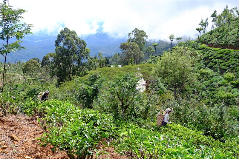 Le grand tour du Sri Lanka