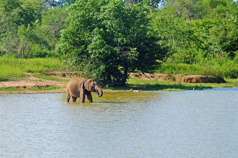 Parc national d'Uda Walawe - Province d'Uva - Sri Lanka