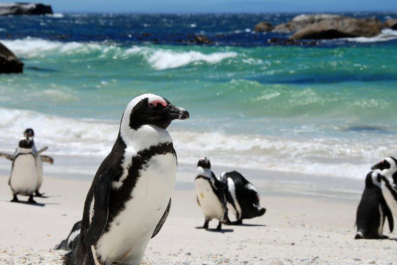 Environs de Simon's Town - Afrique du Sud