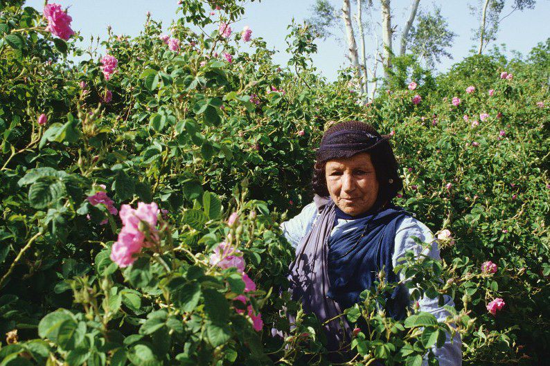 Vallée des Roses - Maroc