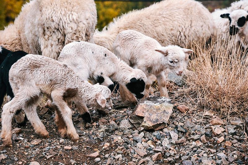 Moutons près de Tizi Oussem - Haut Atlas - Maroc
