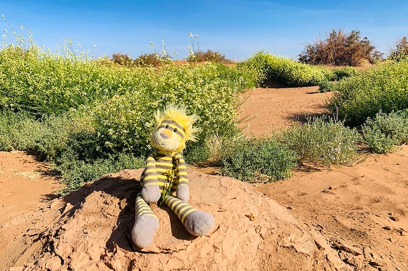 Doudou dans le désert - Sahara - Maroc