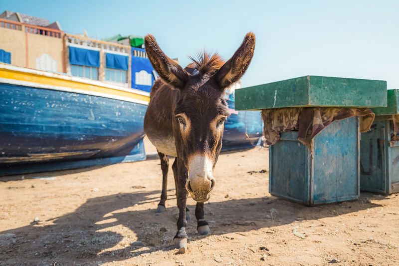 Plage de Tafedna - Province d'Essaouira - Maroc