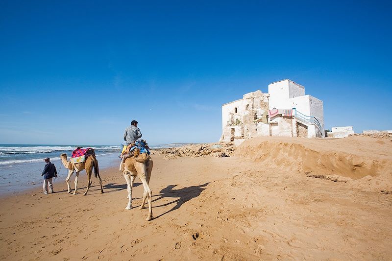 Chameaux sur la plage de Sidi Kaouki - Essaouira - Maroc