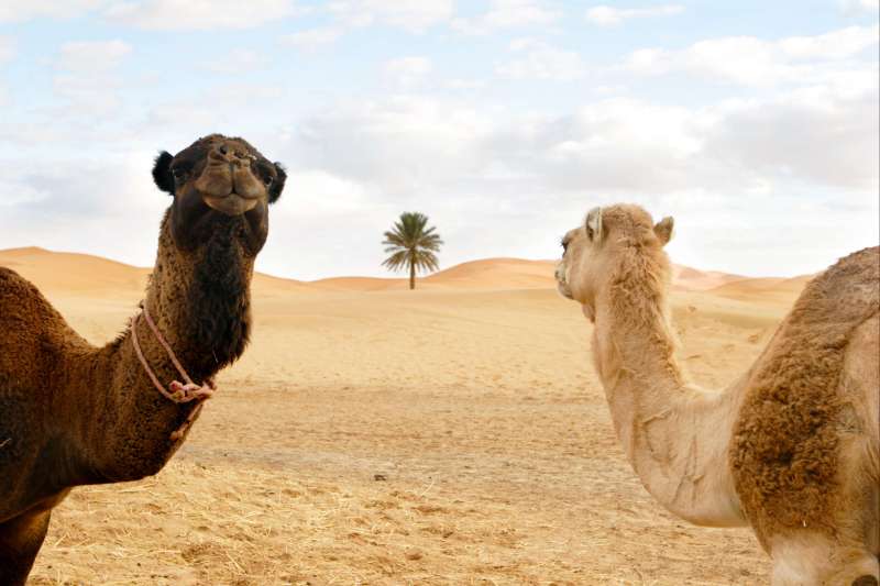 Royaume des sables