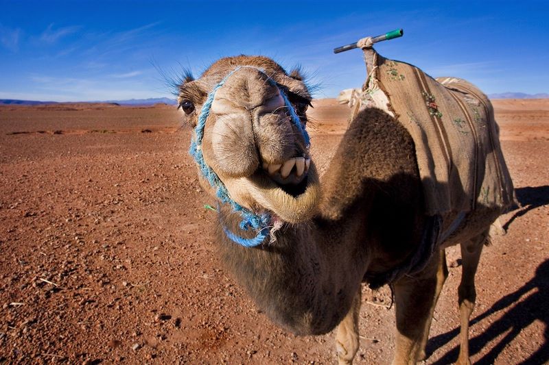 Des dunes de Foum Tizza aux casbahs du Drâa