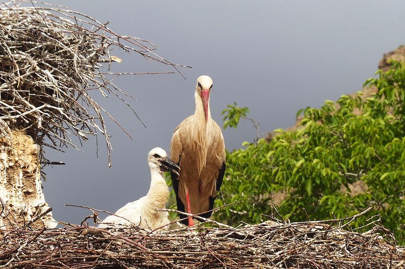 Cigognes dans la vallée des Aït Bouguemez - Haut Atlas - Maroc