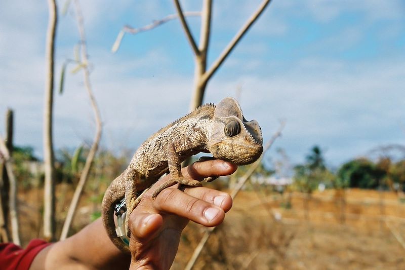 Caméléon - Madagascar