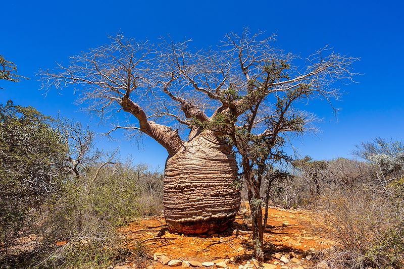 Adansonia rubrostipa au Parc national de Tsimanampetsotsa - Madagascar