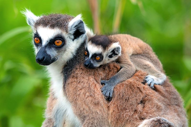 Lémurs Cattas (ou Makis Cattas) - Madagascar