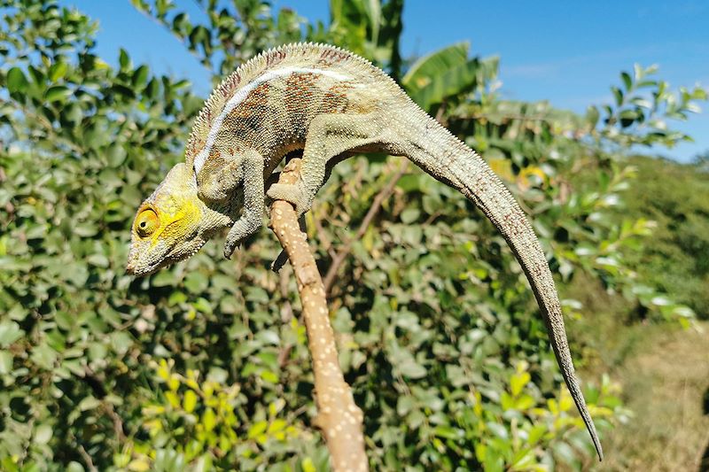 Caméléon à Madagascar