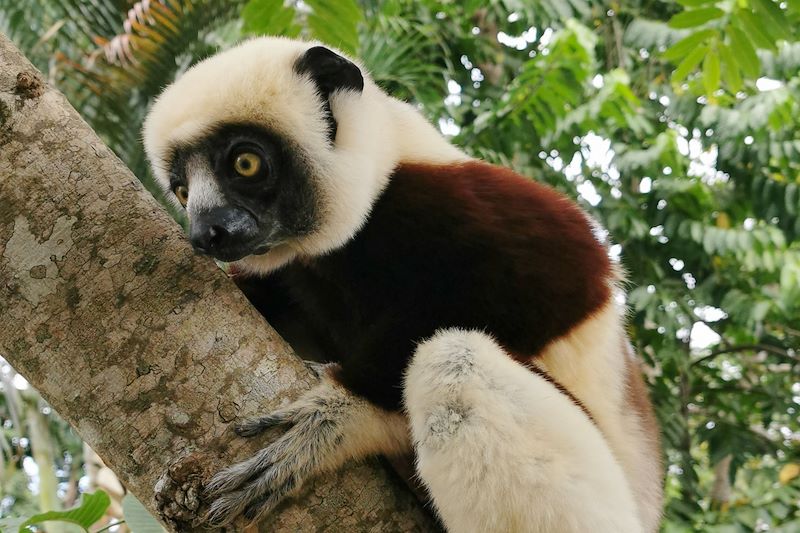 Lémurien à Madagascar