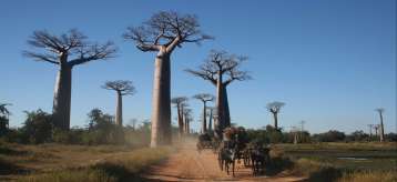 Voyage Madagascar