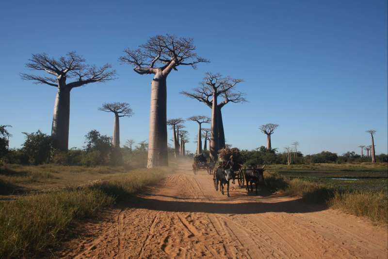 Cap à l'ouest avec la découverte de la célèbre allée des Baobabs de Morondava et randonnée dans des Tsingy de Bemaraha