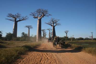 voyage Baobabs, Tsingy et rencontres malgaches 