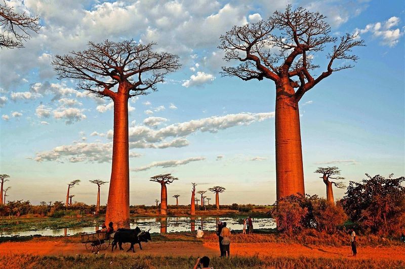 Allée des Baobabs à Morondava - Région de Ménabé - Madagascar