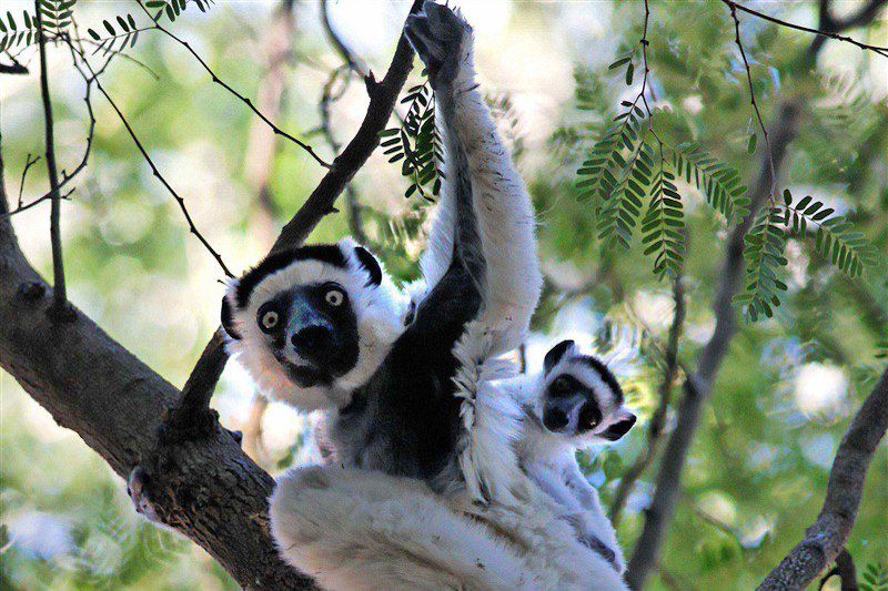 Parc National De Perinet - Andasibe - Madagascar