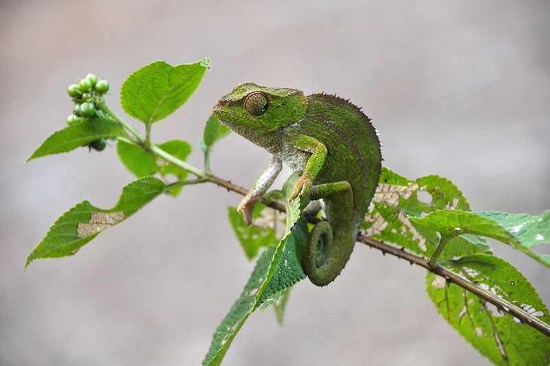 Caméléon dans le parc national d'Andasibe - Madagascar