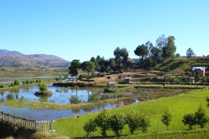 Rizière près d'Antsirabe - Madagascar